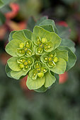 Sun spurge (Euphorbia helioscopia), Gard, France