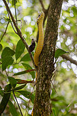 Caninana (Spilotes pullatus) climbing tree, Atlantic Forest, Ilhabela, Sao Paulo State, Brazil
