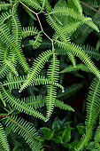 Comb forked fern (Gleichenella pectinata), Ilhabela, Sao Paulo State, Brazil