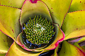 Bromeliad (Neoregelia sp.) with rain water collected in center, Ilhabela, Sao Paulo State, Brazil