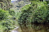 Rio Ubatumirim, Atlantic Forest, Ubatuba, Sao Paulo State, Brazil