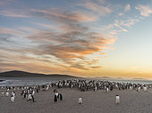 Gentoo Penguin (Pygoscelis papua) on the Falkland Islands, rookery. South America, Falkland Islands, January