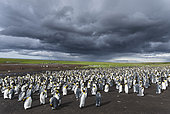King Penguin (Aptenodytes patagonicus) on the Falkand Islands in the South Atlantic. Colony. South America, Falkland Islands, January