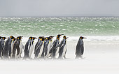 King Penguin (Aptenodytes patagonicus) on the Falkand Islands in the South Atlantic. Group of penguins marching on sandy beach towards their colony. South America, Falkland Islands, January