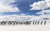 King Penguin (Aptenodytes patagonicus) on the Falkand Islands in the South Atlantic. Group of penguins on sandy beach during storm, thunderstorm clouds in the background. South America, Falkland Islands, January