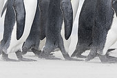 King Penguin (Aptenodytes patagonicus) on the Falkand Islands in the South Atlantic. Group of penguins on sandy beach during storm, detail of feet marching. South America, Falkland Islands, January