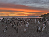 Gentoo Penguin (Pygoscelis papua), Falkland Islands. Colony. South America, Falkland Islands, January