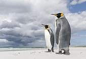 King Penguin (Aptenodytes patagonicus) on the Falkland Islands in the South Atlantic. South America, Falkland Islands, January