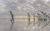 King Penguin (Aptenodytes patagonicus) on the Falkland Islands in the South Atlantic. South America, Falkland Islands, January