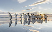 King Penguin (Aptenodytes patagonicus) on the Falkland Islands in the South Atlantic. South America, Falkland Islands, January