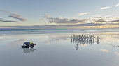 Photographer on beach with King Penguin (Aptenodytes patagonicus) on the Falkland Islands in the South Atlantic. South America, Falkland Islands, January