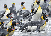 King Penguin (Aptenodytes patagonicus) on the island of South Georgia, the rookery on Salisbury Plain in the Bay of Isles. Adults coming ashore. Antarctica, Subantarctica, South Georgia