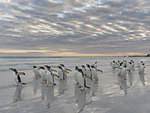 Gentoo Penguin (Pygoscelis papua) on the sandy beach of Volunteer Point. South America, Falkland Islands, January