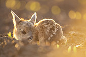 Deer (Capreolus capreolus) young fawn in spring, Alsace, France