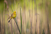 Yellowhammer (Emberiza citrinella) in a reedbed in spring, Alsace, France
