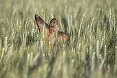 RoeDeer (Capreolus capreolus) in a wheat field in summer, Alsace, France