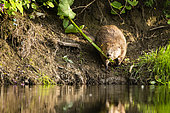 European beaver (Castor fiber) retrieving a branch of Japanese knotweed from the bank in summer, Alsace, France