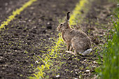 Brown hare (Lepus europaeus) resting in a field in spring, Alsace, France