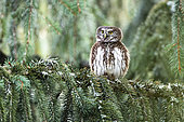 Pygmy Owl (Glaucidium passerinum) on a spruce in winter, Alsace, France