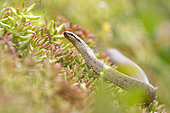Smooth Snake (Coronella austriaca) hunting in summer, Alsace, France