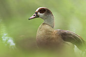 Egyptian Goose (Alopochen aegyptiaca) at a pond, Alsace, France