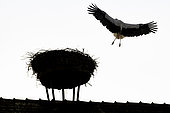 White stork (Ciconia ciconia) landing on its nest in spring, Alsace, France