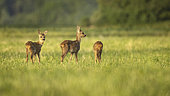 RoeDeer (Capreolus capreolus) fawns in a meadow in summer, Alsace, France