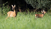 RoeDeer (Capreolus capreolus) with fawns in a meadow in summer, Alsace, France