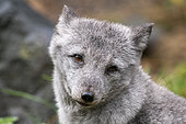Arctic fox (Vulpes lagopus) with a curious look in spring, Sainte-Croix Wildlife Park, Moselle, France