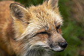 Red fox (Vulpes vulpes) distracted fox in summer, Sainte-Croix Wildlife Park, Moselle, France