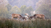 Fallow deer (Dama Dama) fighting males in autumn, Sainte-Croix Wildlife Park, Moselle, France