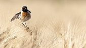 Siberian Stonechat (Saxicola torquata) looking for a female in spring, Alsace, France