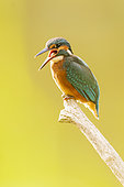 Common Kingfisher (Alcedo atthis) spitting a pellet in summer, Alsace, France
