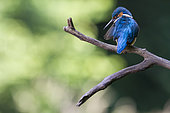 Common Kingfisher (Alcedo atthis) on the lookout in summer, Alsace, France