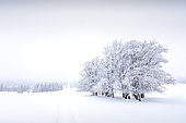 Mountain landscape in winter, Jura, Switzerland