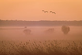 Common crane (Grus grus) flying at dusk in winter, Champagne, France