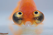 Celestial eye sailfish (Carassius auratus). Close-up on white background