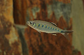 Baril (Barilius bakeri) de profil en aquarium