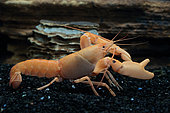 Apricot crayfish (Cherax holthuisi) in aquarium
