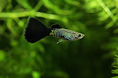 Guppy peau de serpent (Poecilia reticulata). Guppy mâle peau de serpent à queue noire en aquarium