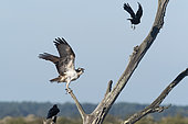 Osprey (Pandion haliaetus). Osprey under attack by crows. Ornithological reserve of Teich, Gironde, France