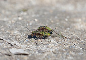 Green Tiger Beetle (Cicindela campestris) mating on ground, Brenne, France