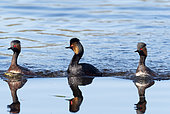 Black-necked Grebe (Podiceps nigricollis) displaying, Brenne, France