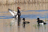 Red-crested Pochard (Netta rufina) on the water, spreading its wings, Brenne, France