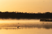 Brenne pond at sunrise in the mist, Grebe and Greylag Geese, Brenne, France