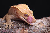 Crested Gecko (Correlophus ciliatus) licking itself