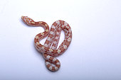 Red corn snake (Pantherophis guttata) juvenile on white background, Mutation Butter motley