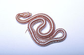 Red corn snake (Pantherophis guttata) juvenile on white background, Mutation Tessera caramel