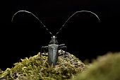 Capricorn beetle (Cerambyx scopolii) on black background