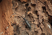 Capricorn beetle (Cerambyx scopolii) on decomposing wood